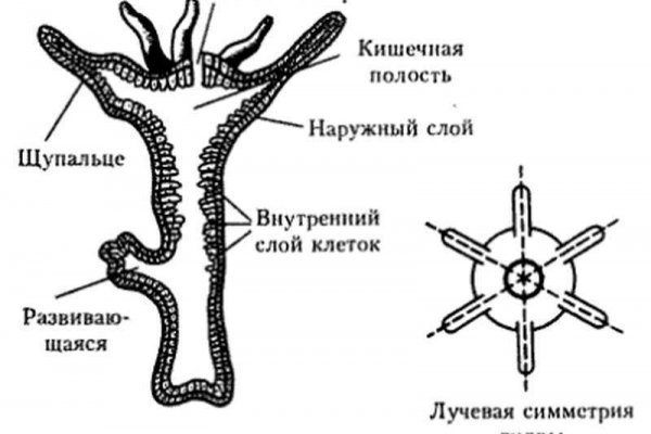 Кракен настоящий сайт